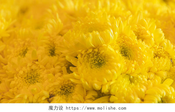 春天黄色菊花背景图片